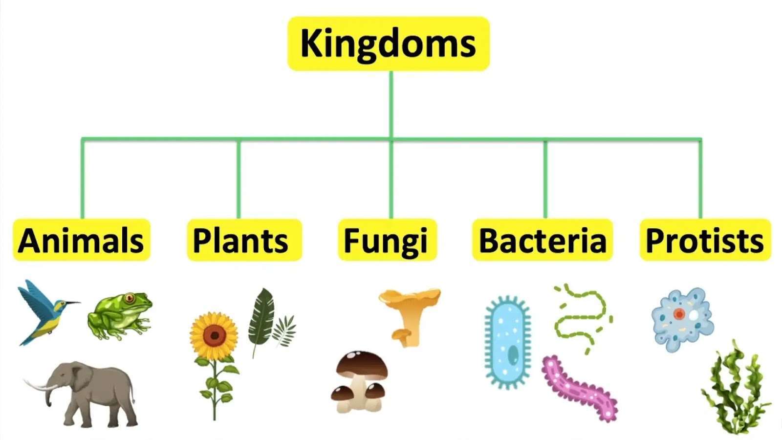 TNPSC BIOLOGY FIVE KINGDOM CLASSIFICATION