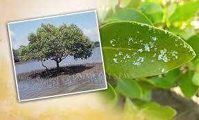 TNPSC CURRENT AFFAIRS