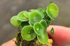 TNPSC DAILY CURRENT AFFAIRS