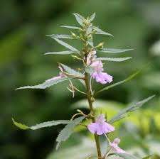 TNPSC DAILY CURRENT AFFAIRS