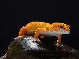 TNPSC CURRENT AFFAIRS DAILY