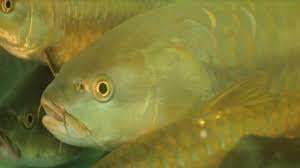 TNPSC DAILY CURRENT AFFAIRS IN TAMIL