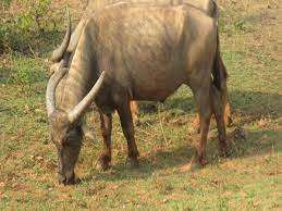 TNPSC CURRENT AFFAIRS DAILY