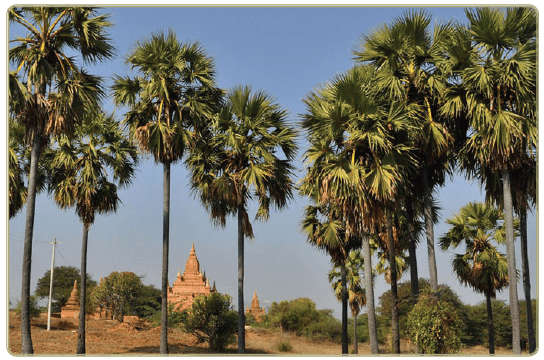 11TH TAMIL இயற்கை வேளாண்மை