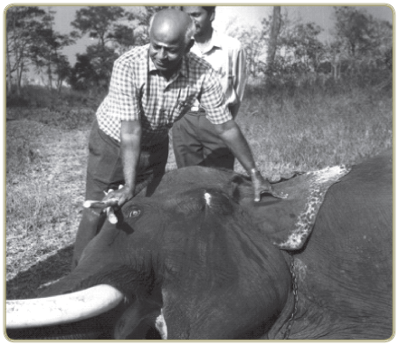 11TH TAMIL யானை டாக்டர்