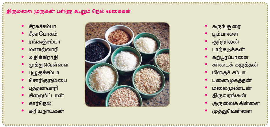 11TH TAMIL திருமலை முருகன் பள்ளு