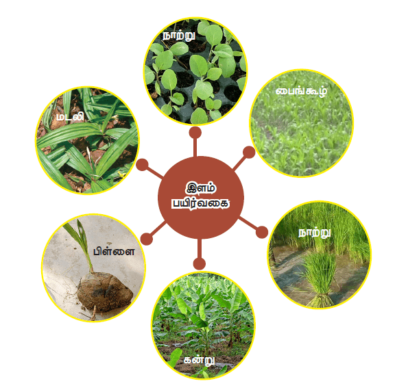 10TH TAMIL தமிழ்ச்சொல் வளம்