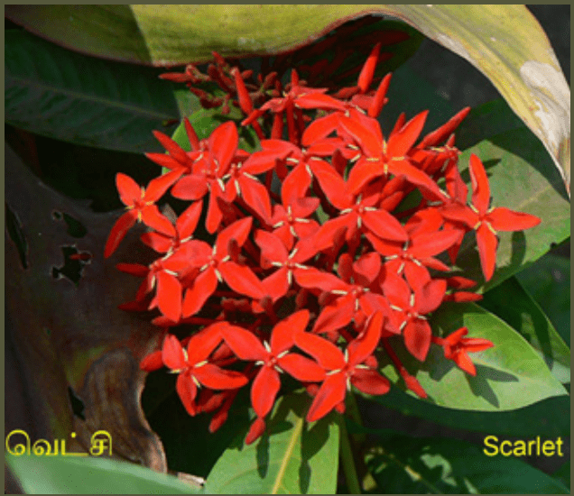 10TH TAMIL புறப்பொருள் இலக்கணம்