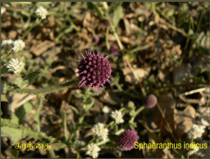 10TH TAMIL புறப்பொருள் இலக்கணம்
