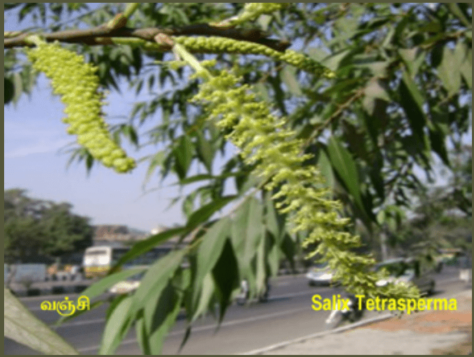 10TH TAMIL புறப்பொருள் இலக்கணம்