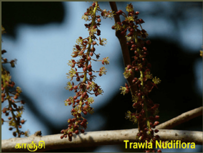 10TH TAMIL புறப்பொருள் இலக்கணம்