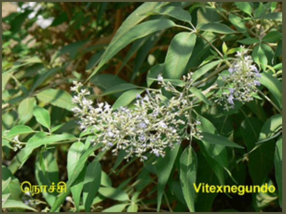 10TH TAMIL புறப்பொருள் இலக்கணம்