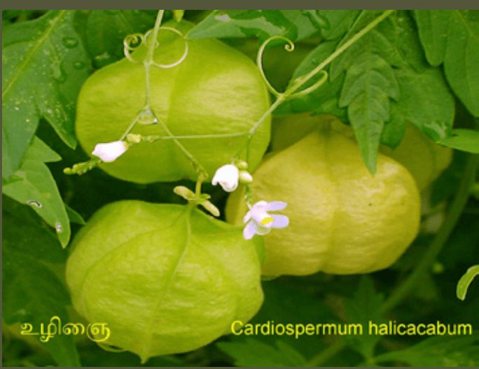 10TH TAMIL புறப்பொருள் இலக்கணம்