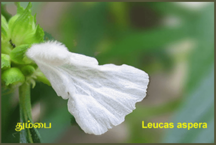 10TH TAMIL புறப்பொருள் இலக்கணம்