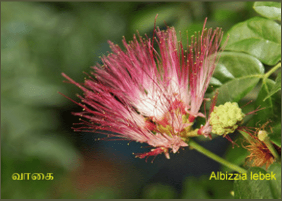 10TH TAMIL புறப்பொருள் இலக்கணம்