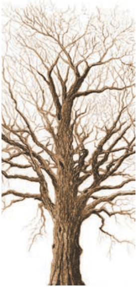 9TH TAMIL பட்ட மரம்