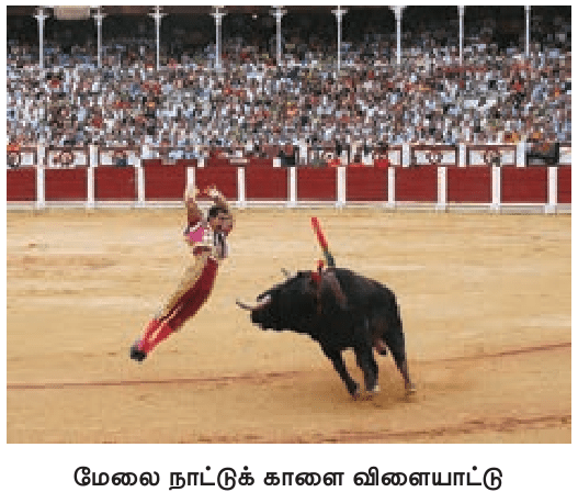 9TH TAMIL ஏறு தழுவுதல்