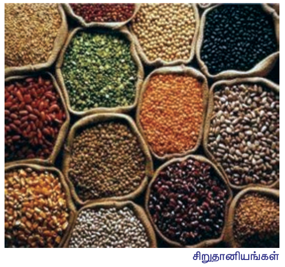 8TH TAMIL தமிழர் மருத்துவம்