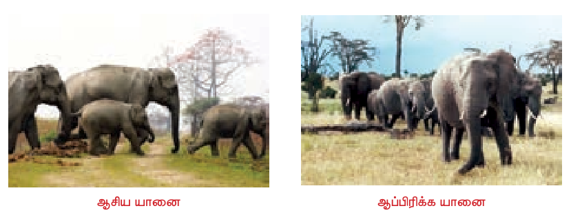 7TH TAMIL விலங்குகள் உலகம்