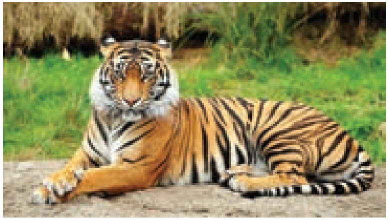 7TH TAMIL விலங்குகள் உலகம்