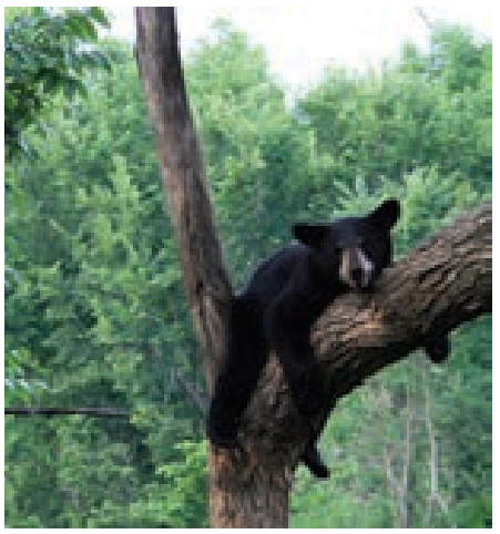 7TH TAMIL விலங்குகள் உலகம்