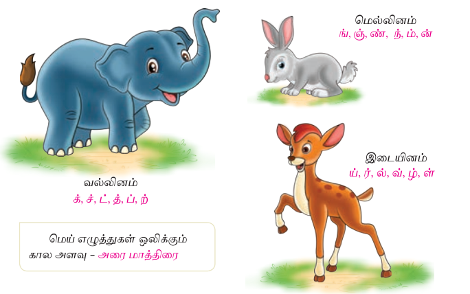 6TH TAMIL தமிழ் எழுத்துக்களின் வகையும் தொகையும்