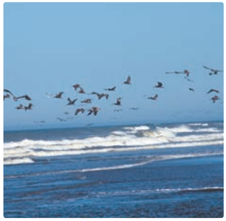 6TH TAMIL சிறகின் ஓசை