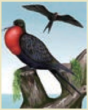 6TH TAMIL சிறகின் ஓசை