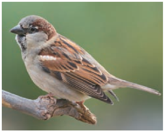 6TH TAMIL சிறகின் ஓசை