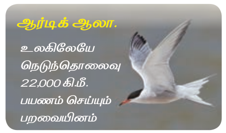 6TH TAMIL சிறகின் ஓசை
