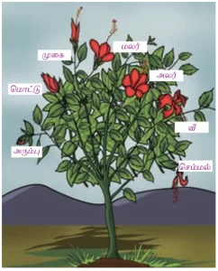 6 ஆம் வகுப்பு தமிழ்